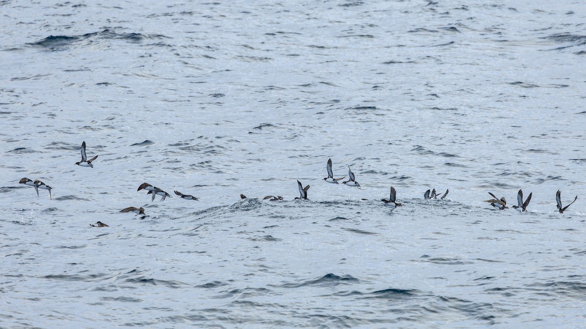 Fluttering Shearwater - ML639981900