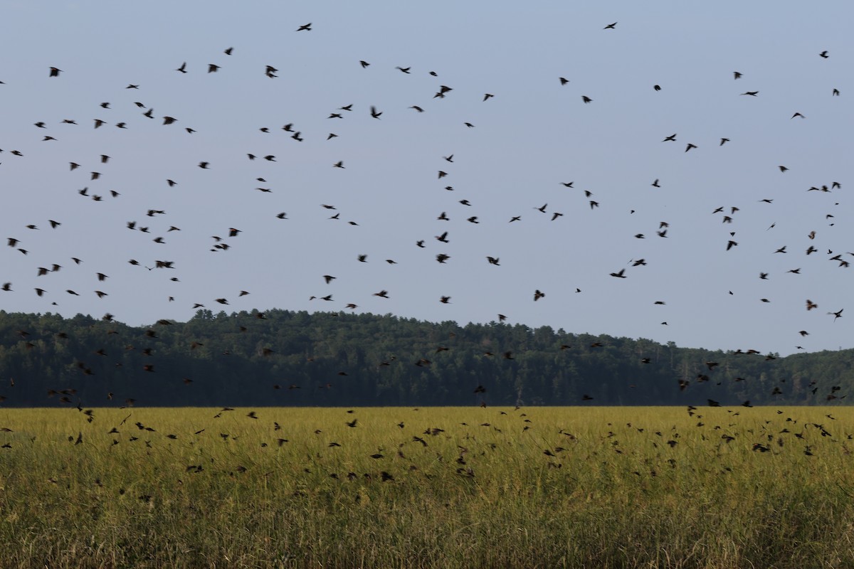 Red-winged Blackbird - ML639981915
