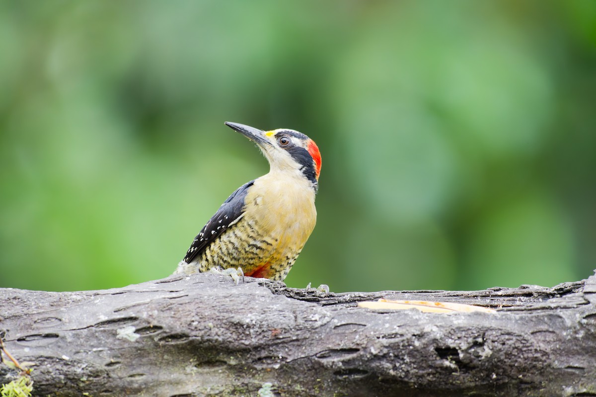 Black-cheeked Woodpecker - ML639981925