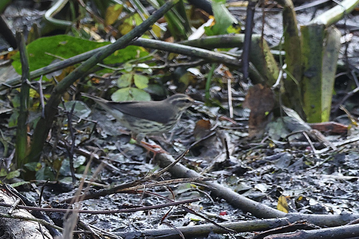 Northern Waterthrush - ML639981931
