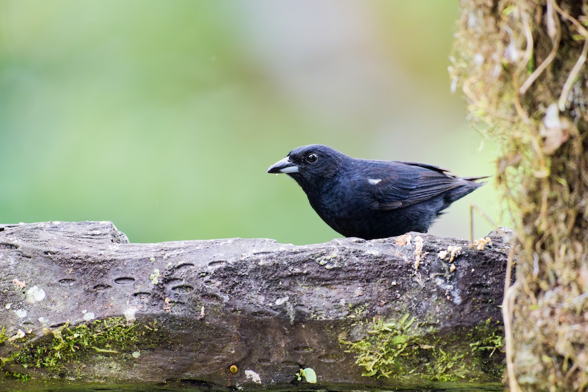 White-lined Tanager - ML639981961