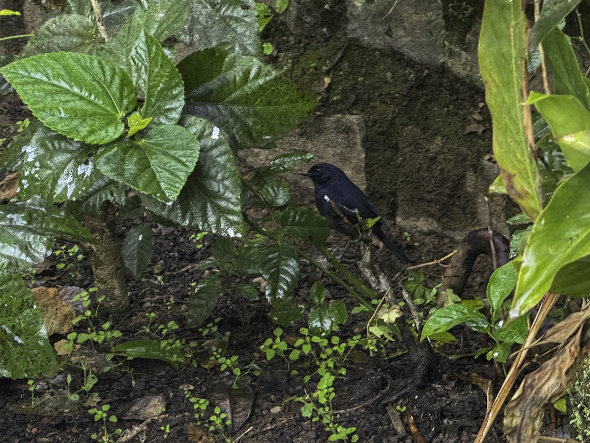 Madagascar Magpie-Robin - ML639981975