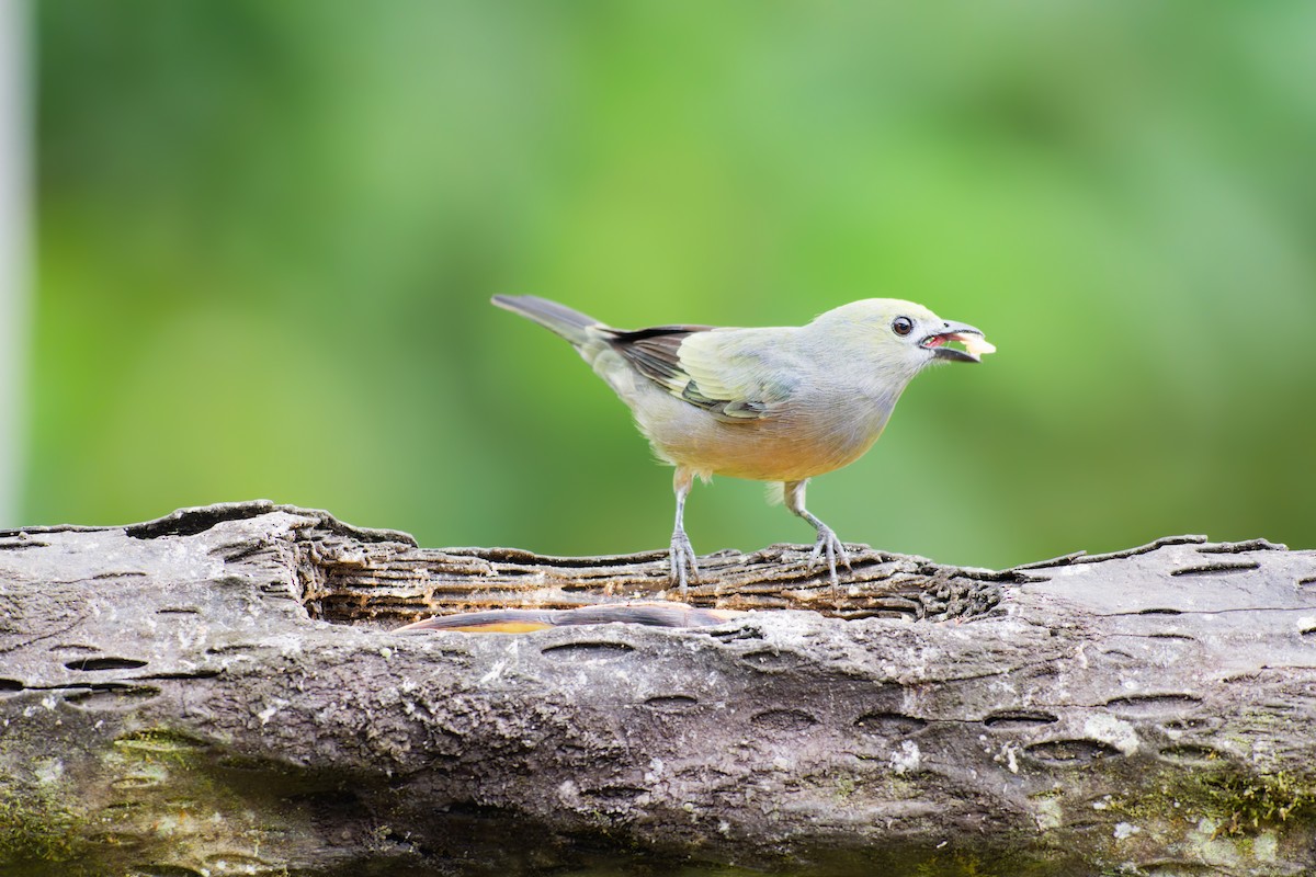 Palm Tanager - ML639981978
