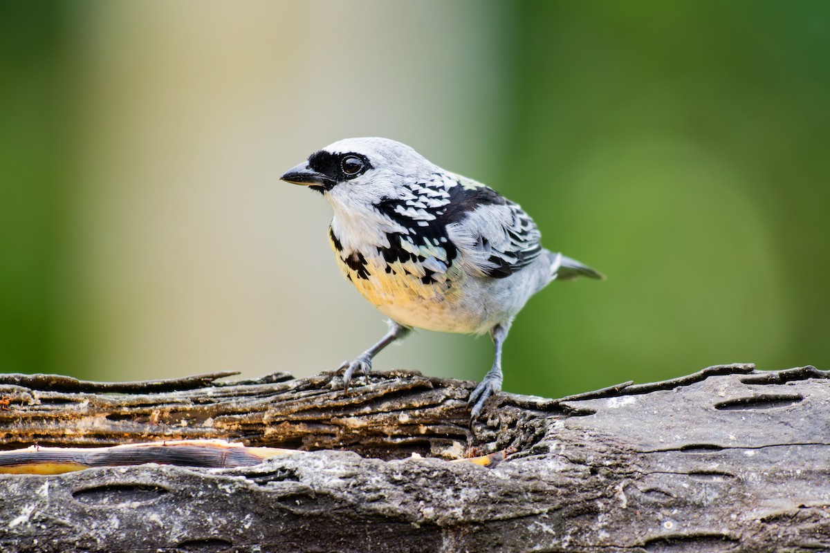 Gray-and-gold Tanager - ML639981979