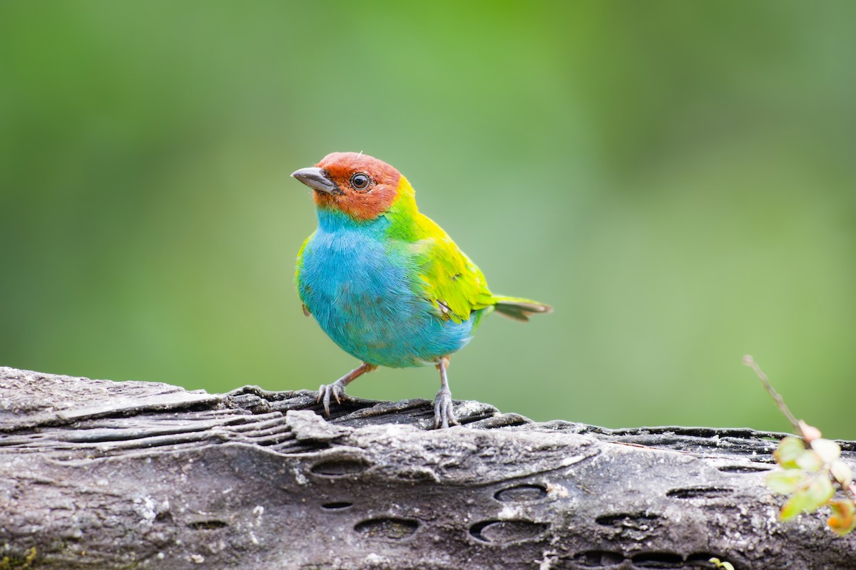 Bay-headed Tanager - ML639981980