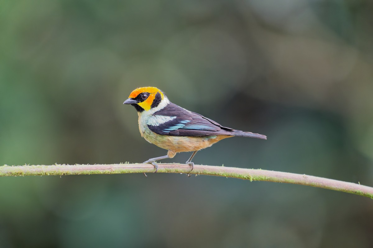 Flame-faced Tanager - ML639981987