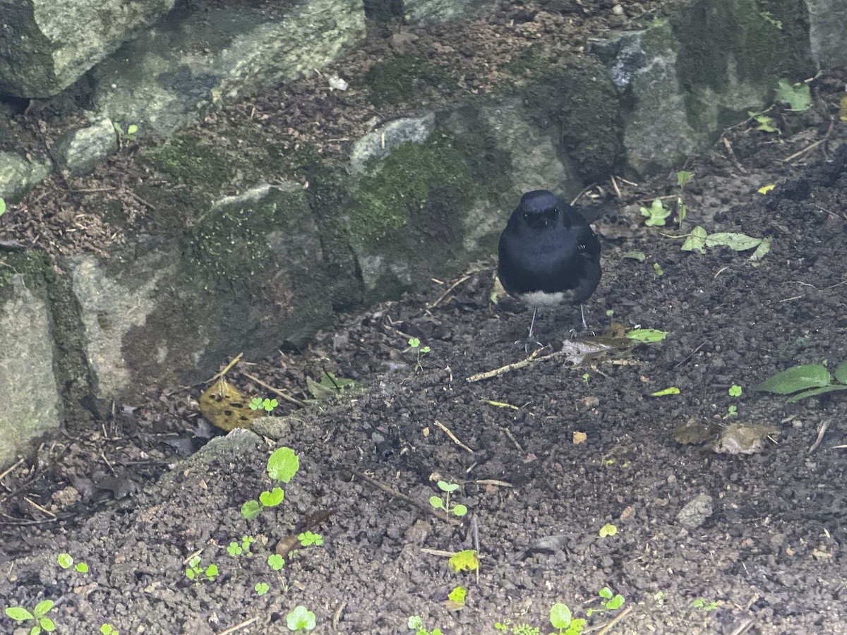 Madagascar Magpie-Robin - ML639981994