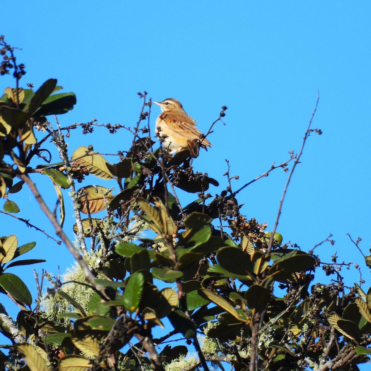 Yellow-throated Bush Sparrow - ML639982039