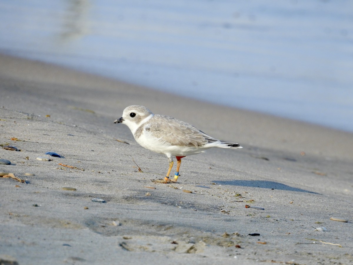 Piping Plover - ML639982057