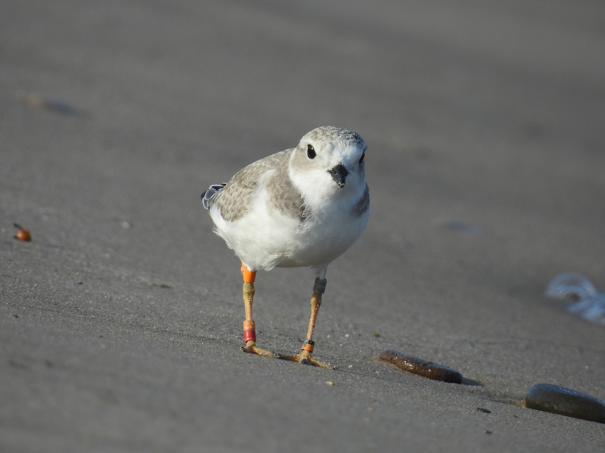 Piping Plover - ML639982060