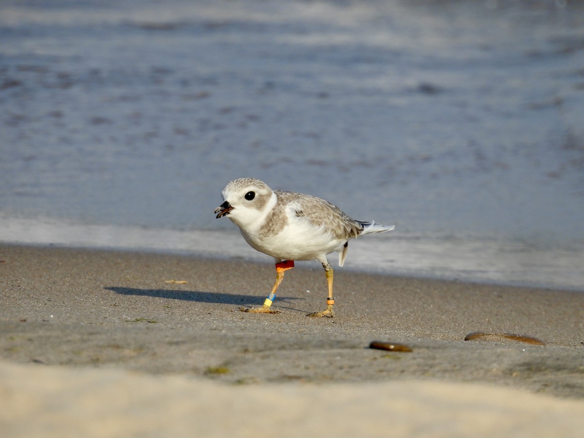 Piping Plover - ML639982066