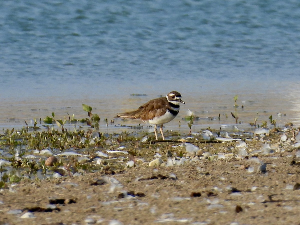 Killdeer - ML639982088