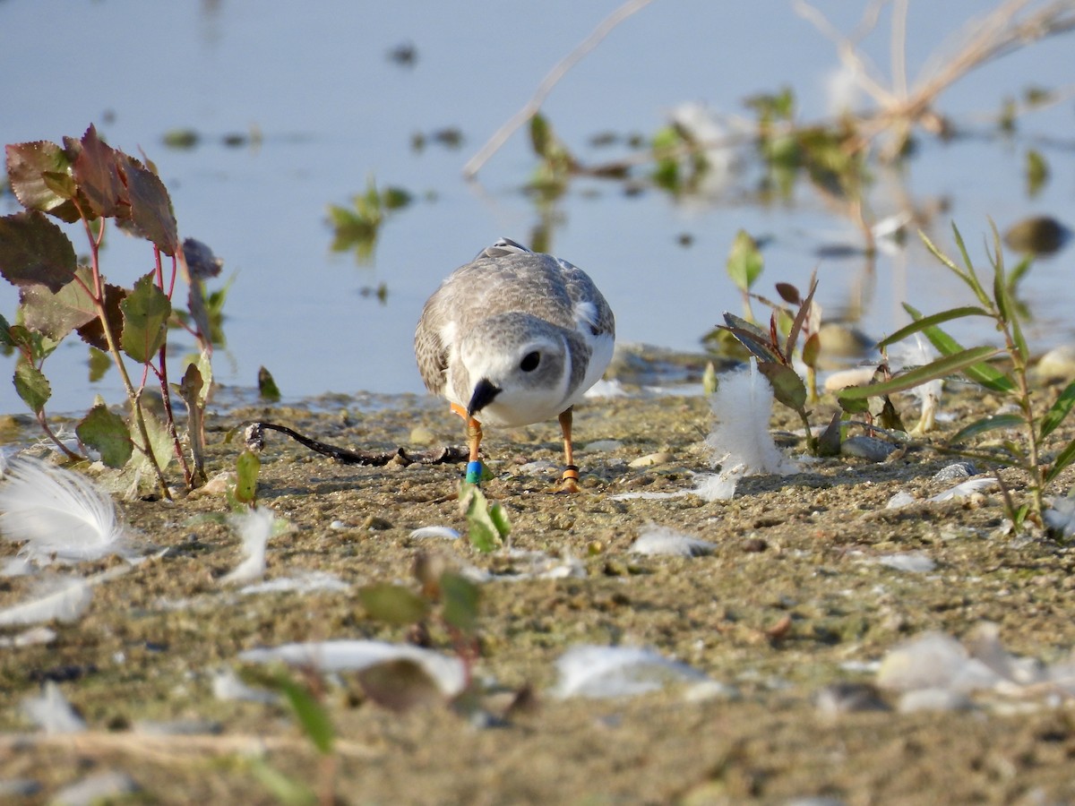 Piping Plover - ML639982094