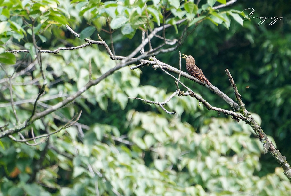 Bay Woodpecker - ML639982097