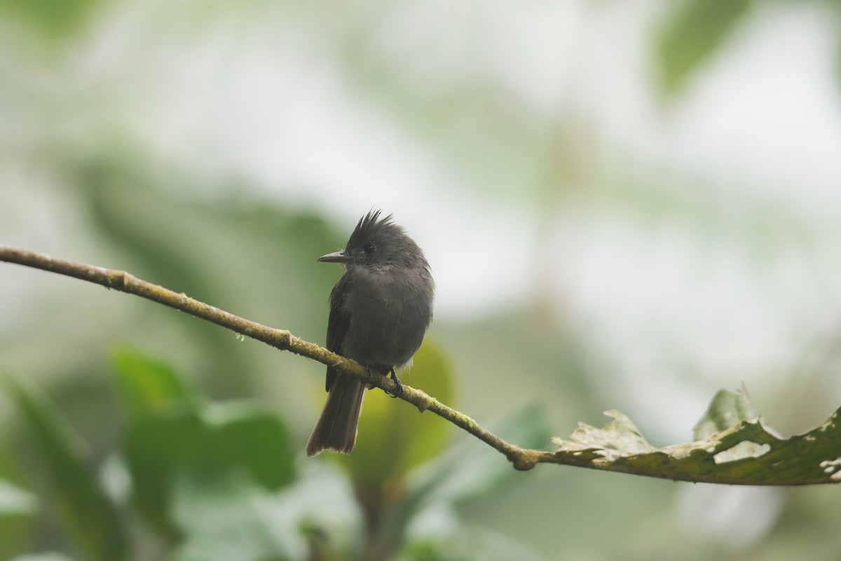 Smoke-colored Pewee - ML639982114