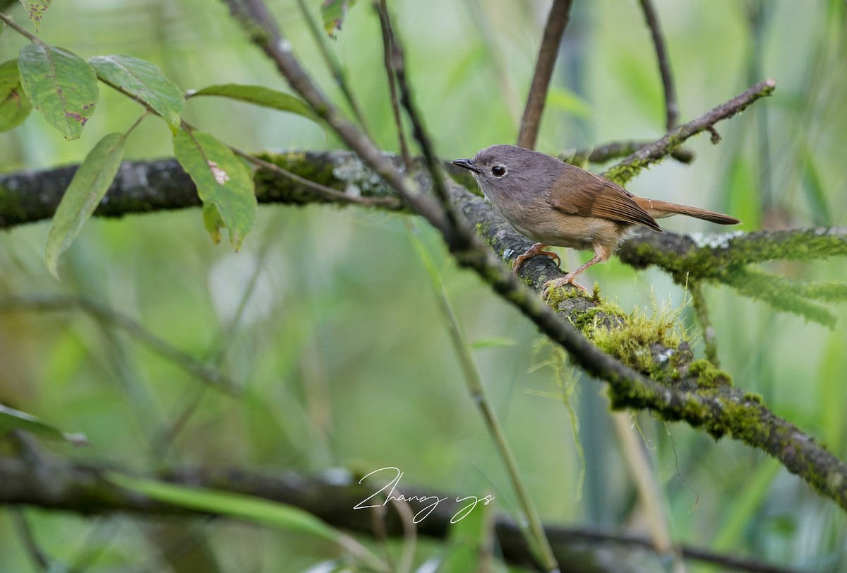 David's Fulvetta - ML639982124