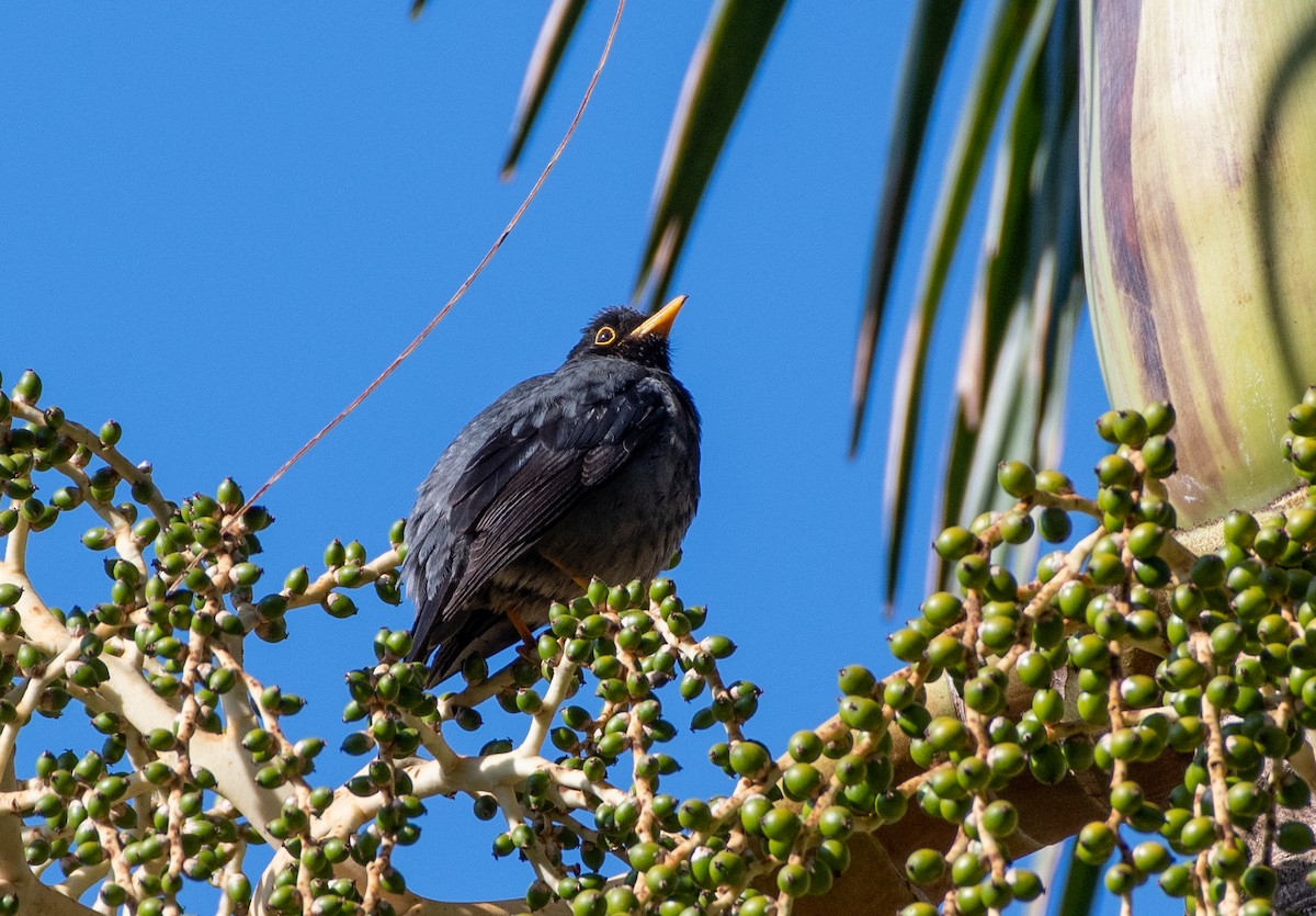 Yellow-legged Thrush - ML639982143