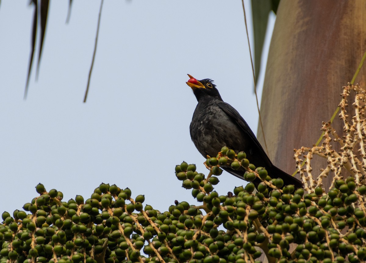 Yellow-legged Thrush - ML639982144