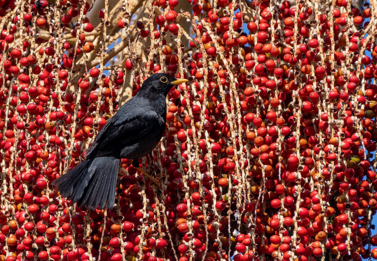 Yellow-legged Thrush - ML639982145