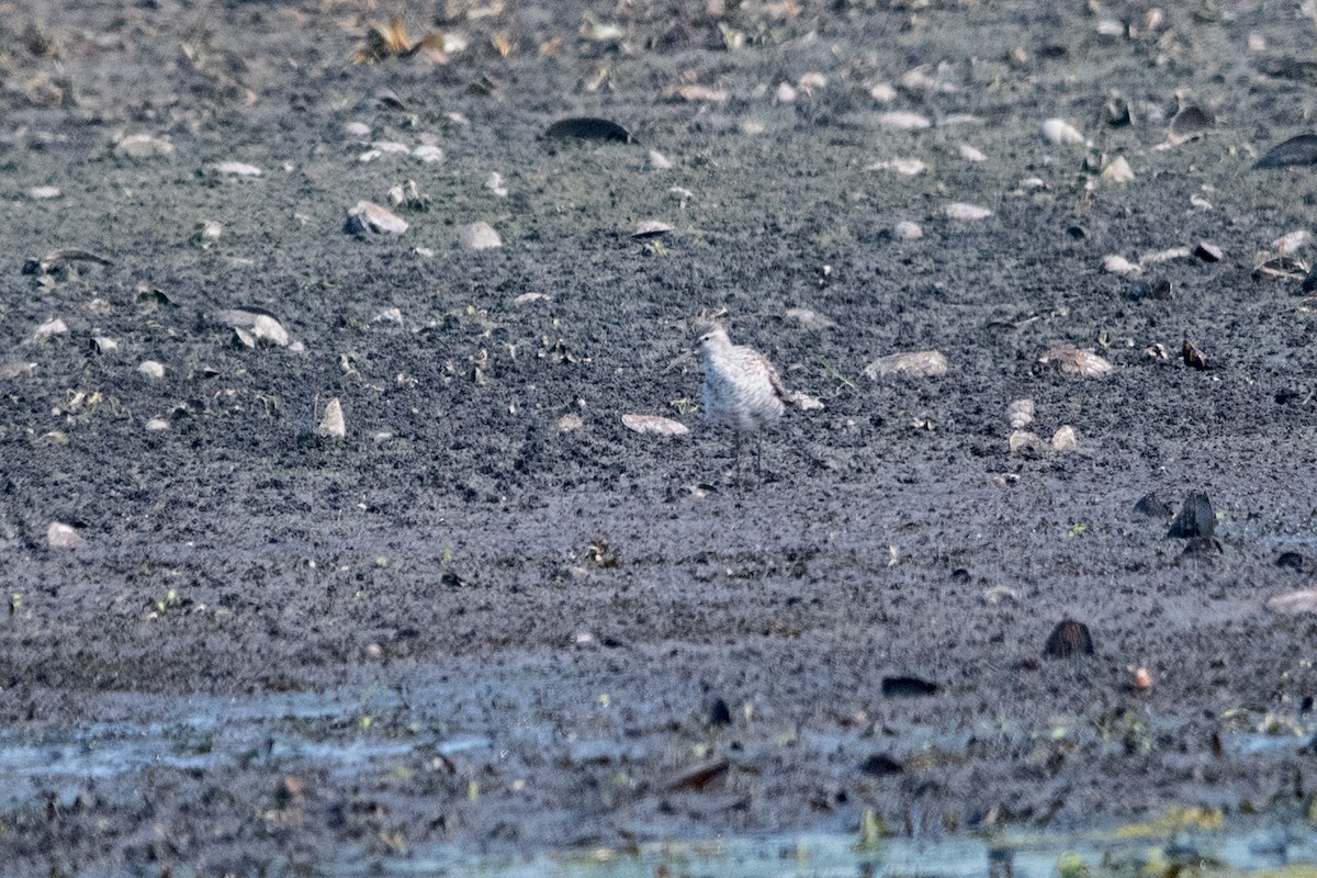 Stilt Sandpiper - ML639982156