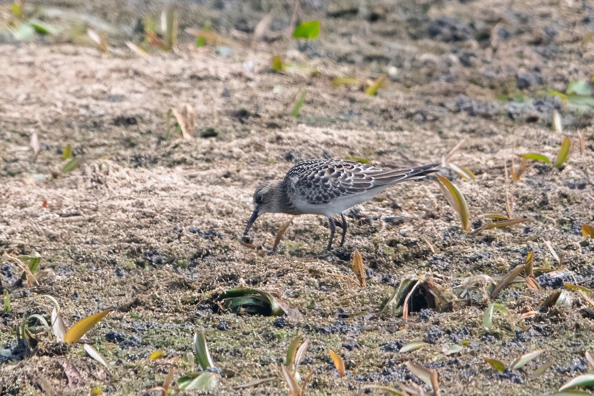 Baird's Sandpiper - ML639982172