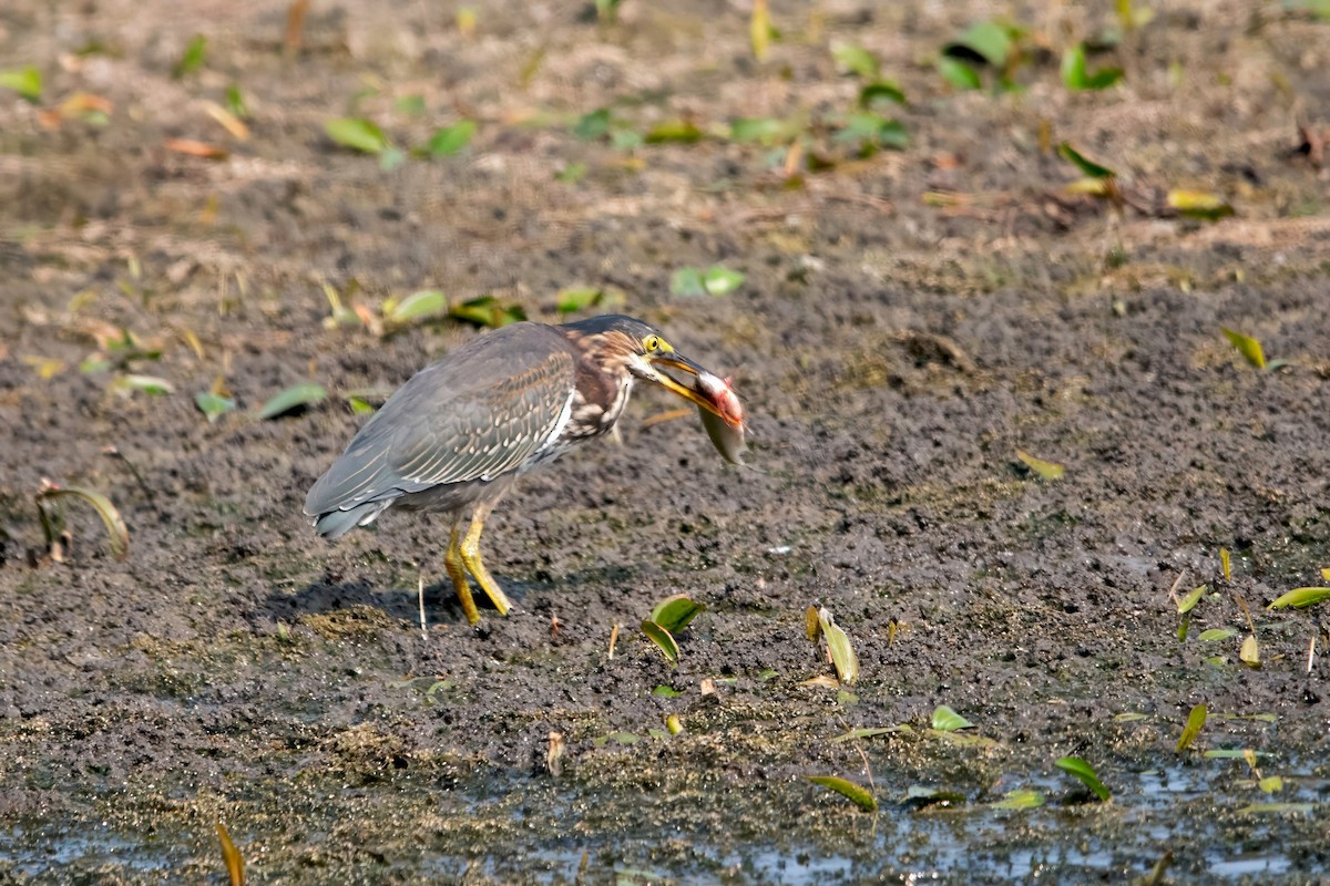 Green Heron - ML639982181