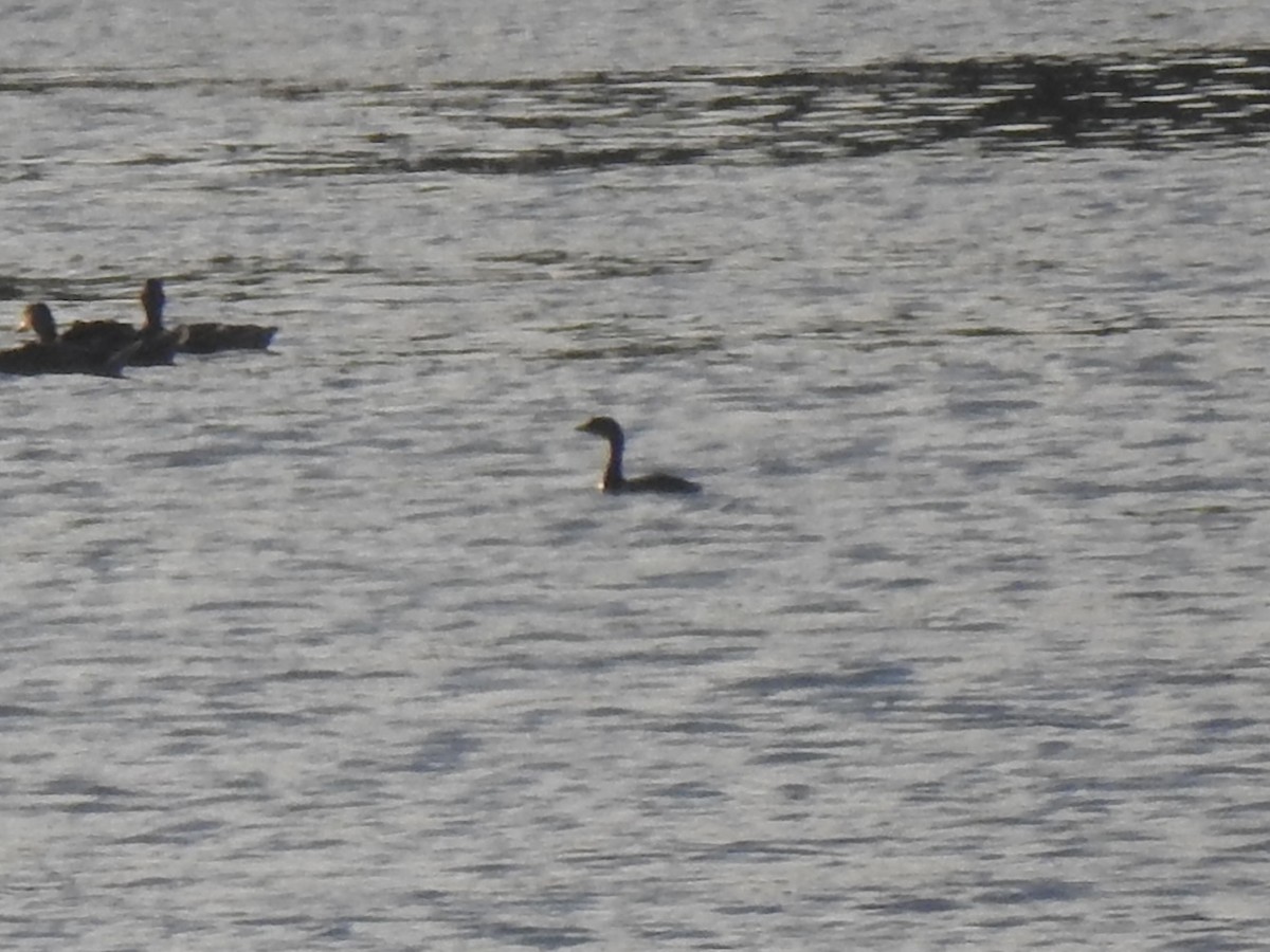 Pied-billed Grebe - ML639982196
