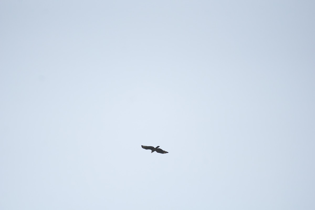 Falco pecchiaiolo orientale - ML639982199