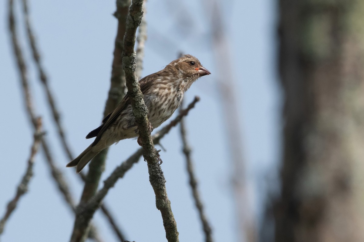 Purple Finch - ML639982244