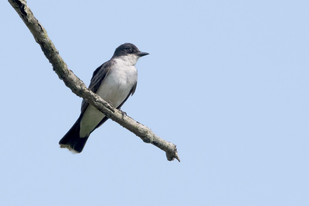 Eastern Kingbird - ML639982313