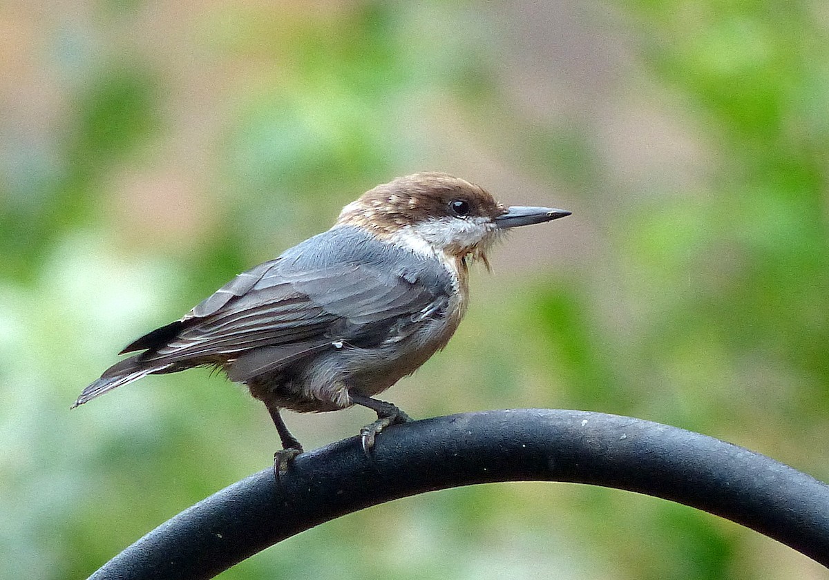 Brown-headed Nuthatch - ML639982321
