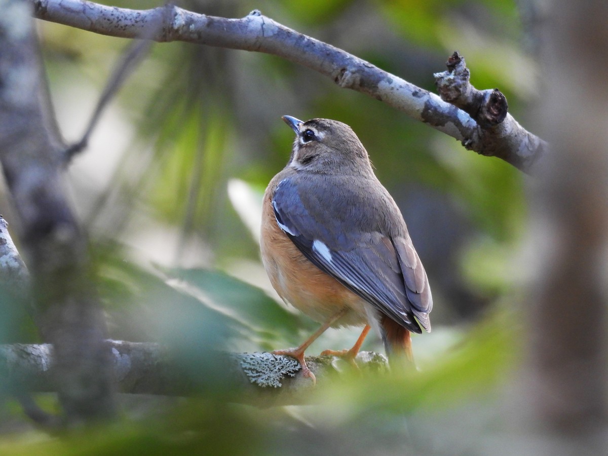 Miombo Scrub-Robin - ML639982342