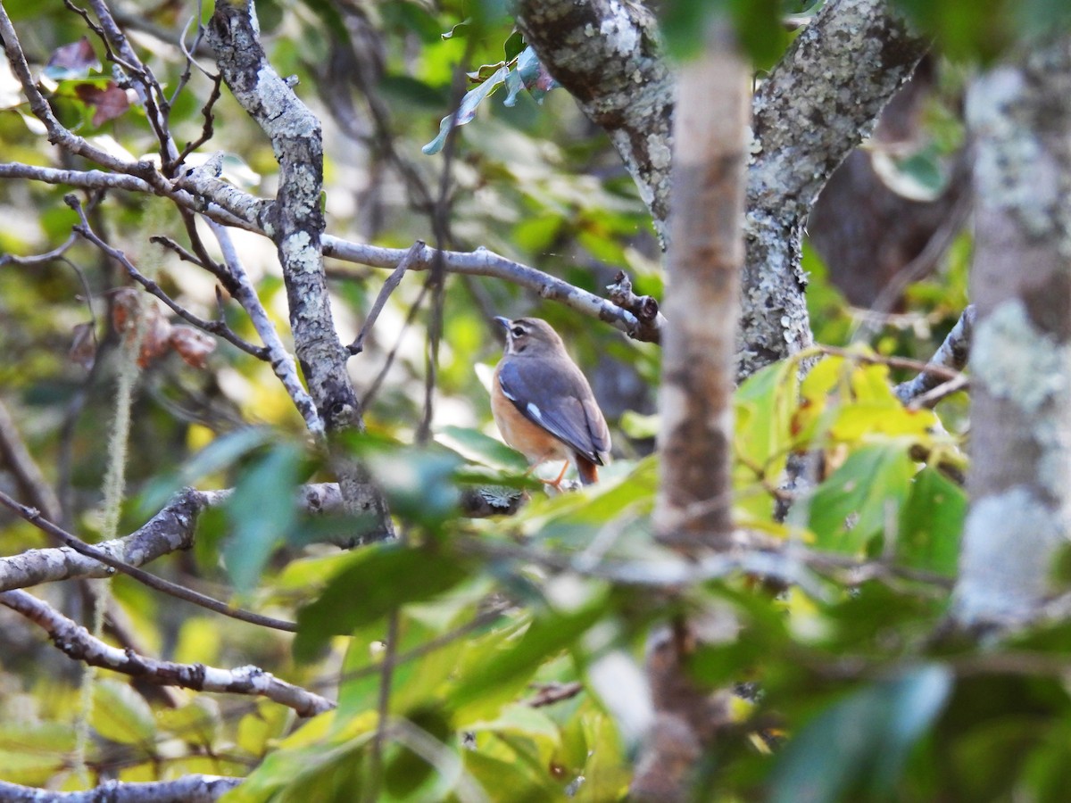 Miombo Scrub-Robin - ML639982344