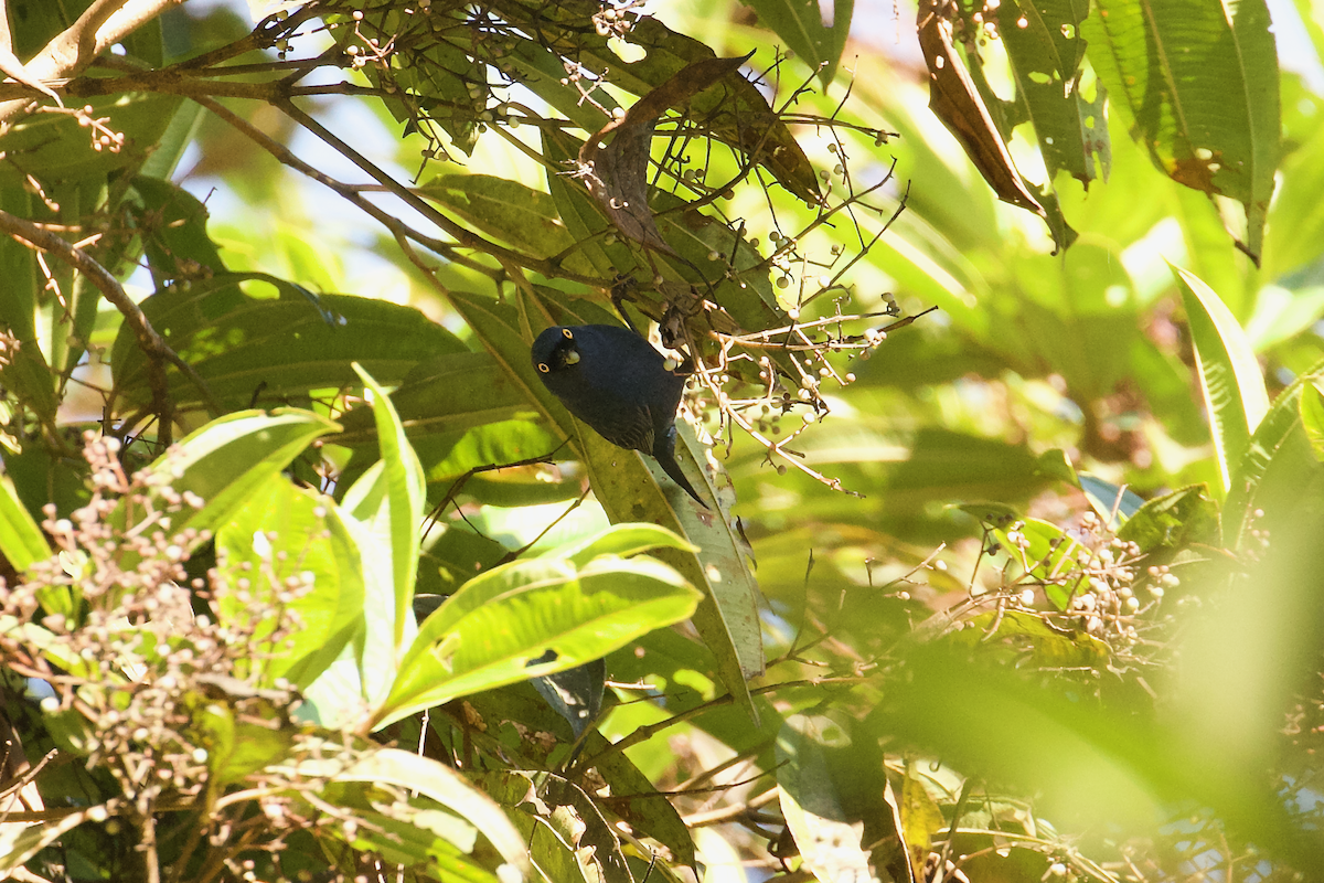 Deep-blue Flowerpiercer - ML639982359