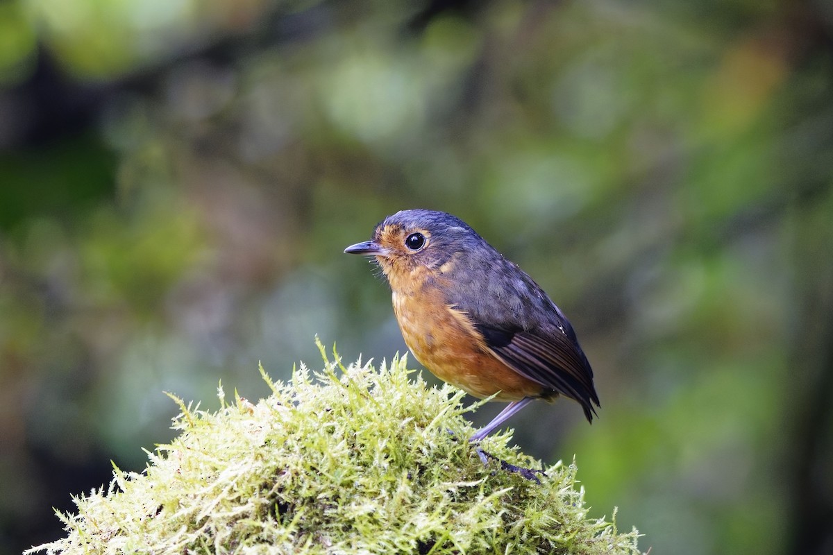Slate-crowned Antpitta - ML639982362