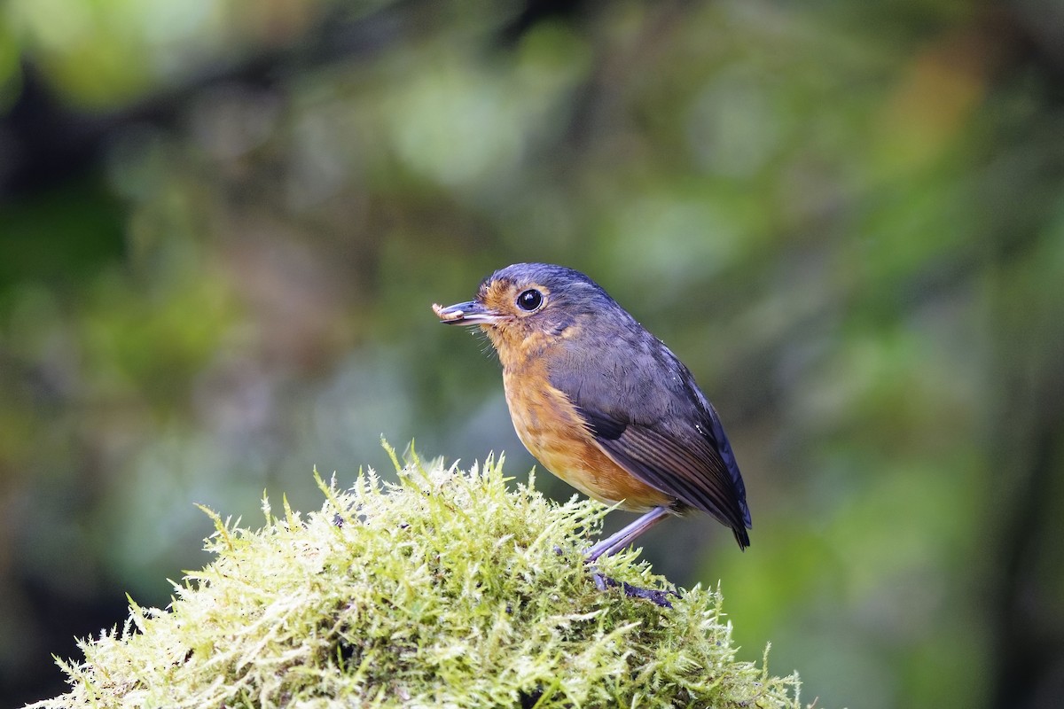 Slate-crowned Antpitta - ML639982363