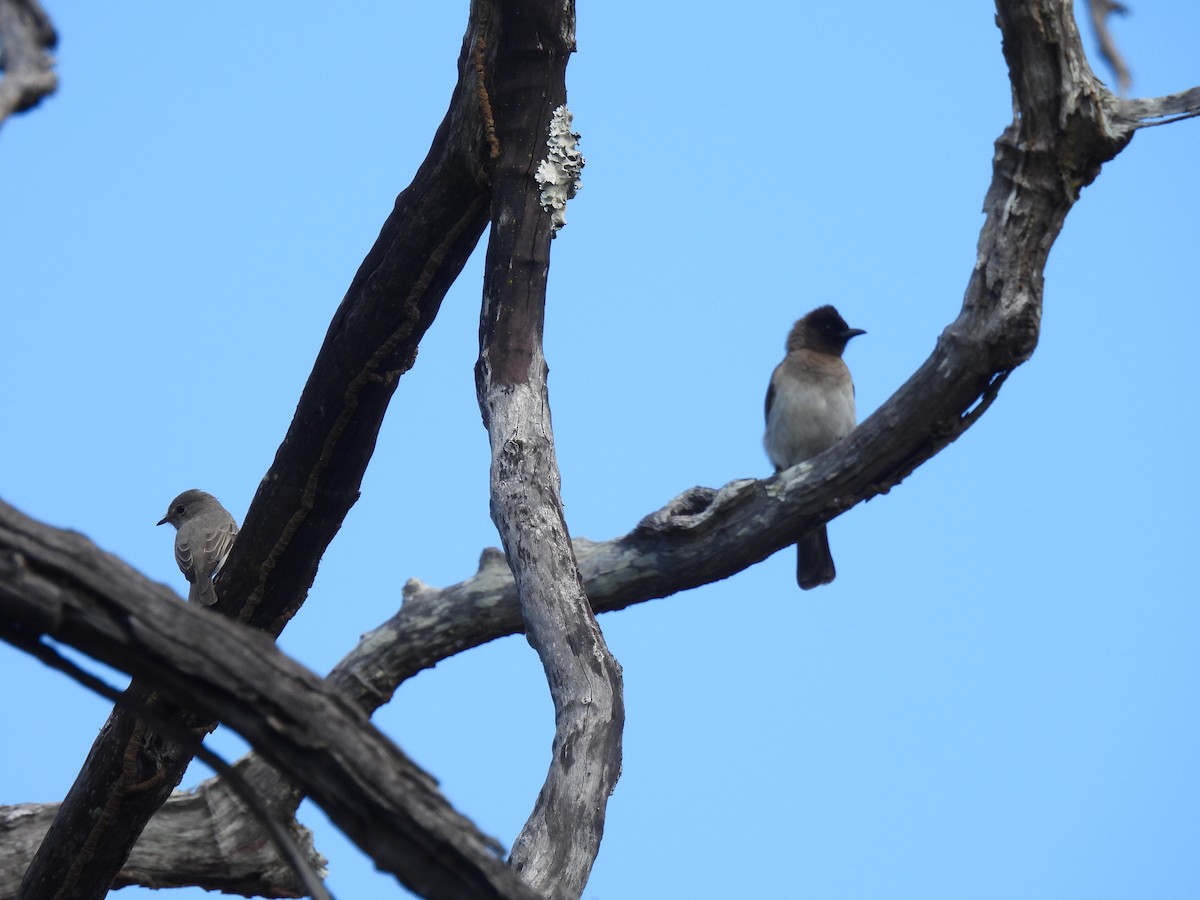 Common Bulbul (Dark-capped) - ML639982387