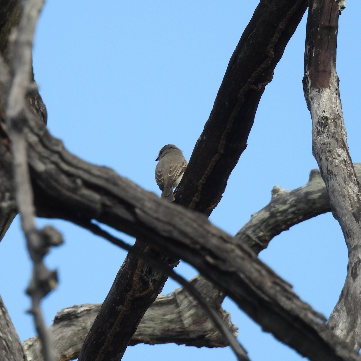 African Dusky Flycatcher - ML639982425