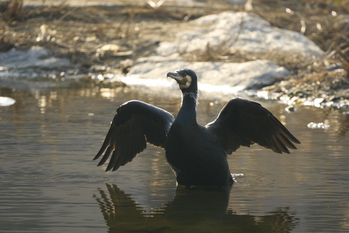 Kormoran (sinensis/hanedae) - ML639982429
