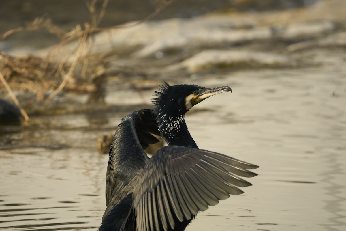 Kormoran (sinensis/hanedae) - ML639982430