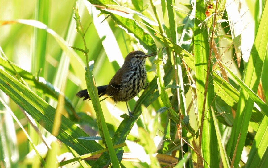 Marsh Antwren (Sao Paulo) - ML639982494