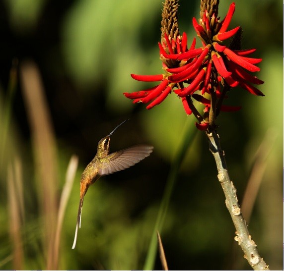 Planalto Hermit - ML639982496