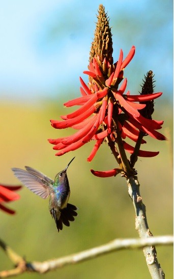 Sapphire-spangled Emerald - ML639982498