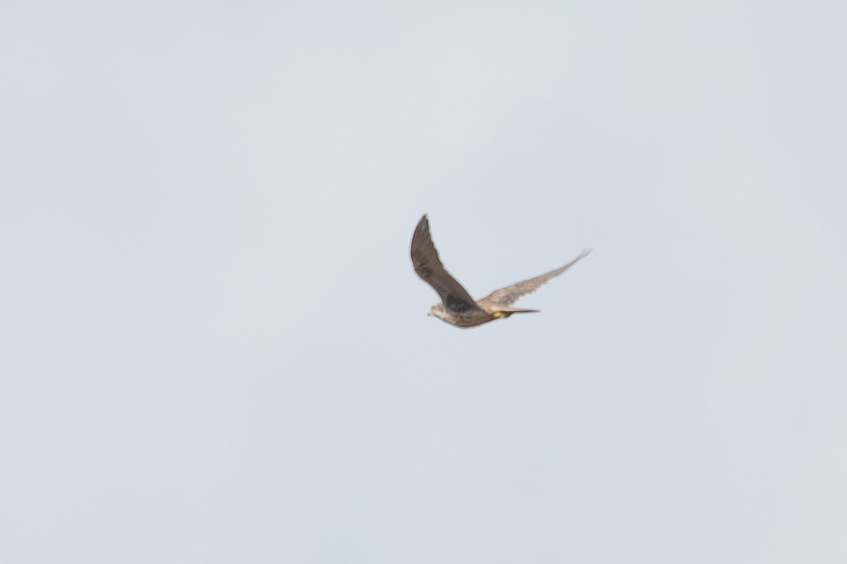 Prairie Falcon - ML639982499