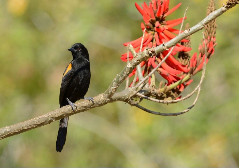 Variable Oriole - ML639982502