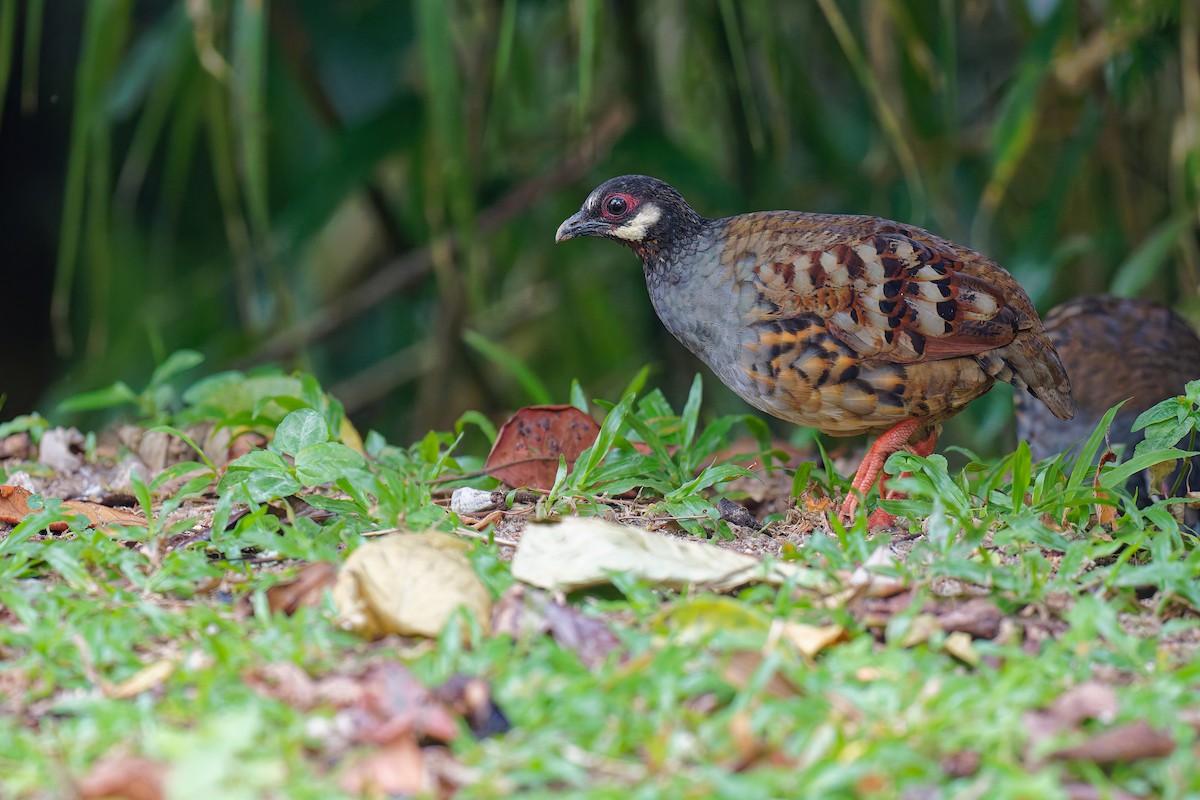 Malayan Partridge - ML639982514