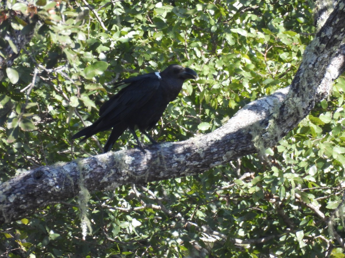 White-necked Raven - ML639982550