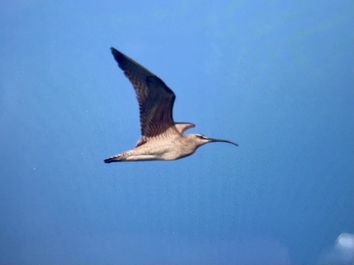 Whimbrel (Hudsonian) - ML639982559