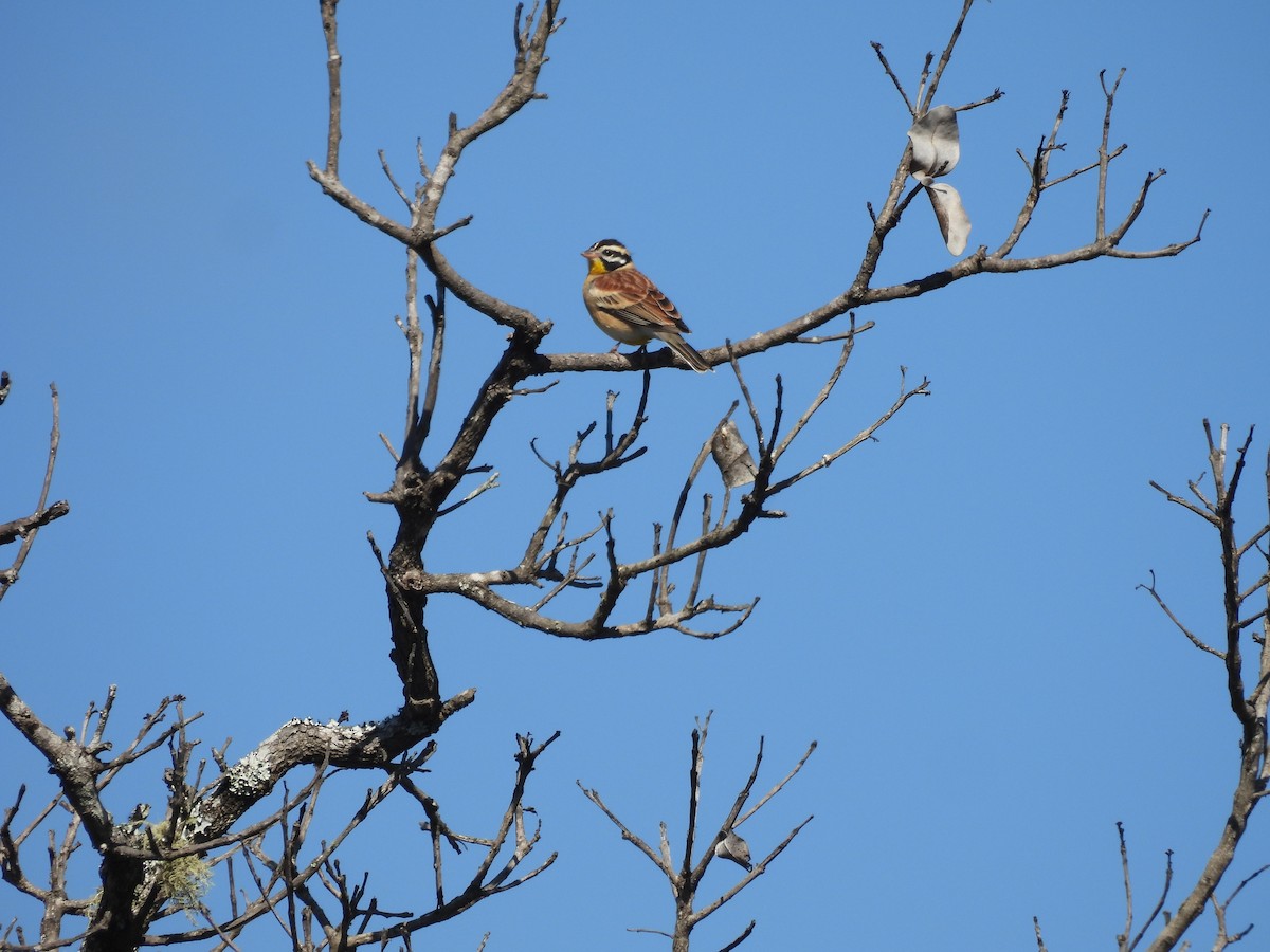 Golden-breasted Bunting - ML639982562