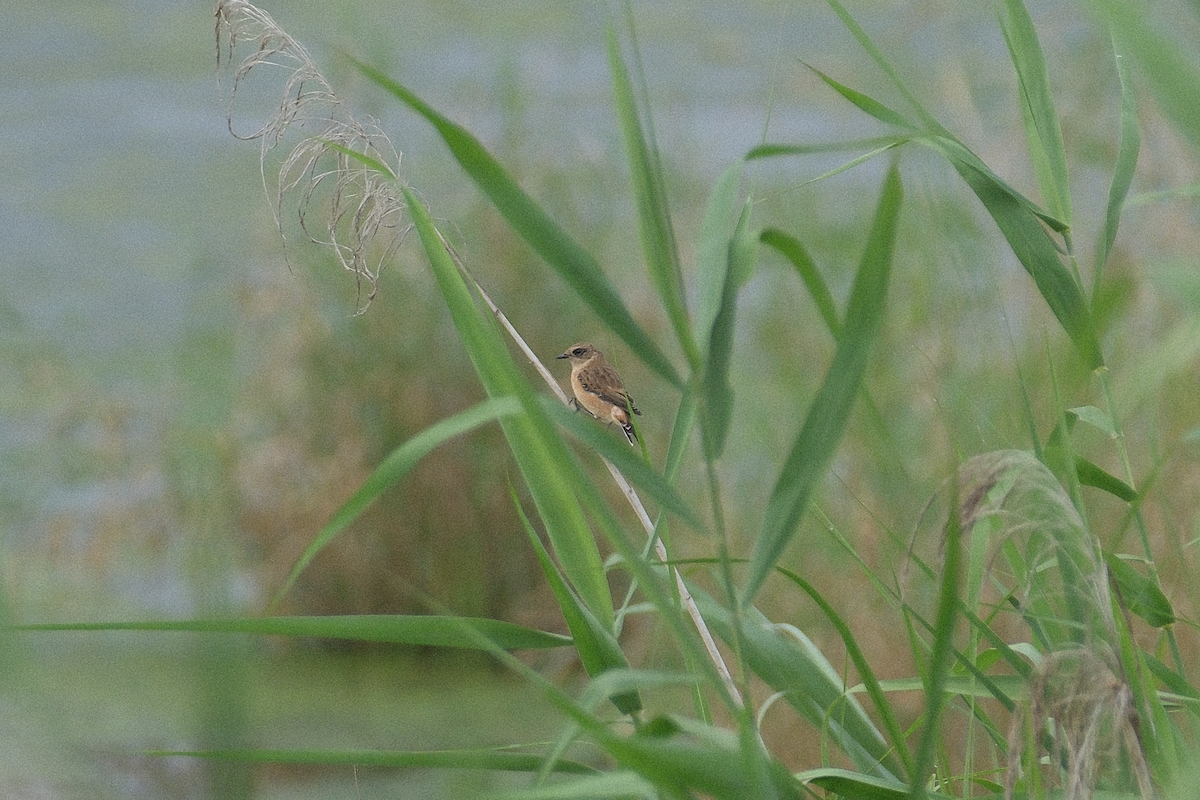 Amur Stonechat - ML639982601